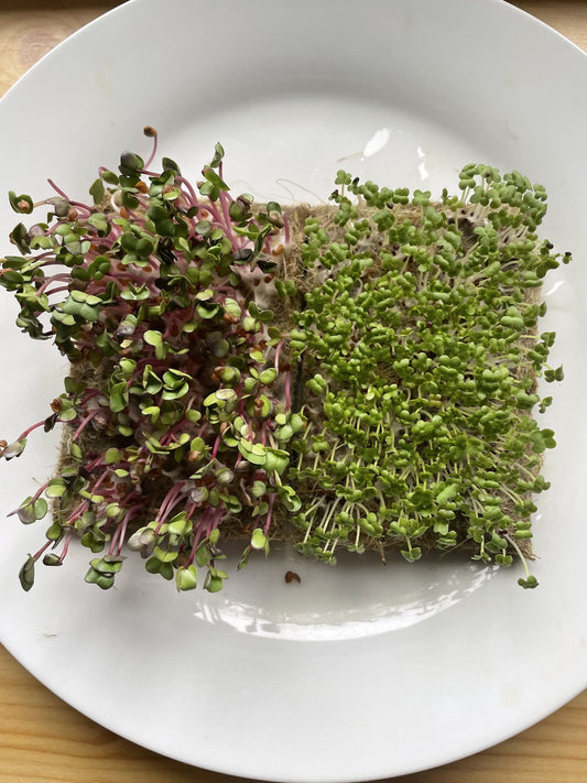 Hanfmatte als nachhaltiges Substrat für das Anbauen von Microgreens