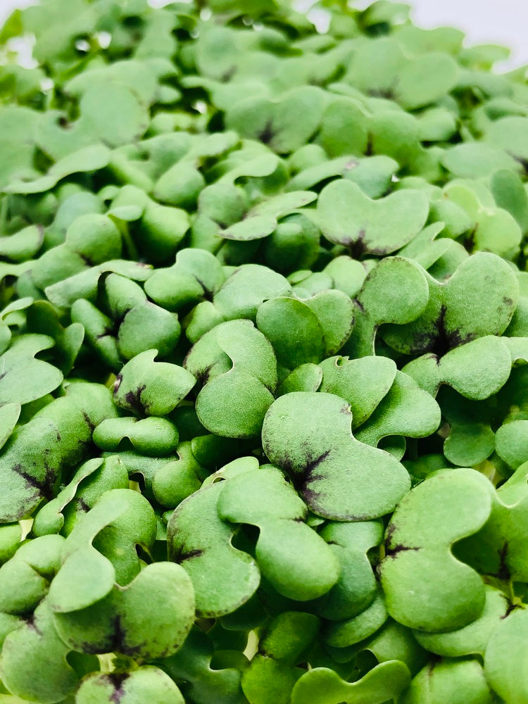 Senf Microgreens 