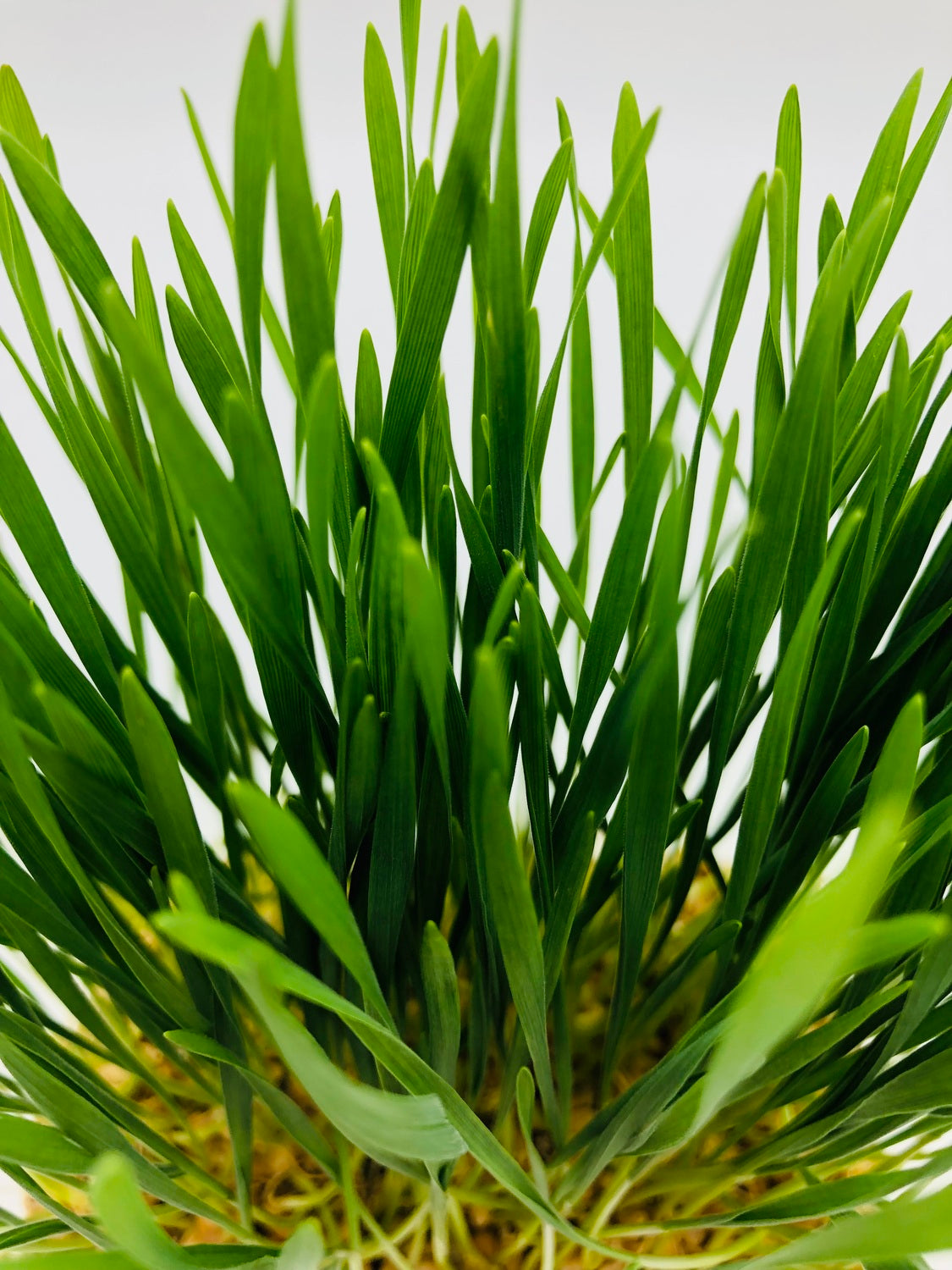 Weizengras Microgreens Kresse