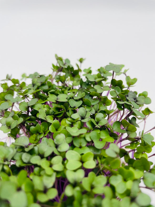 Kohlrabi Microgreens