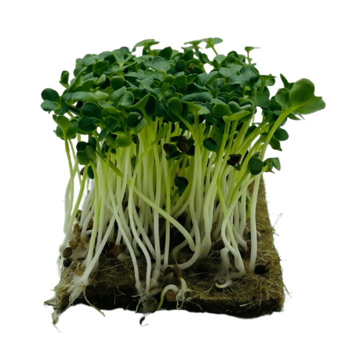 Rettich Kresse Microgreens
