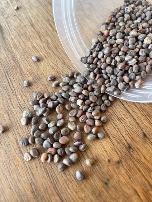 Saatgut Radieschen lila Microgreens