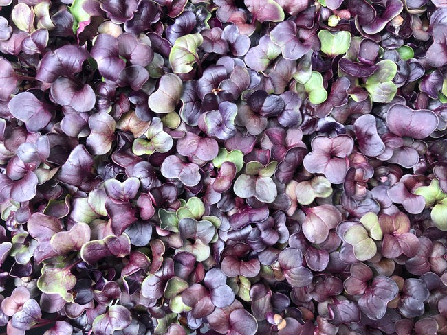 Radieschen lila Microgreens