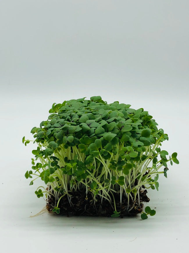 Senf Microgreens Kresse