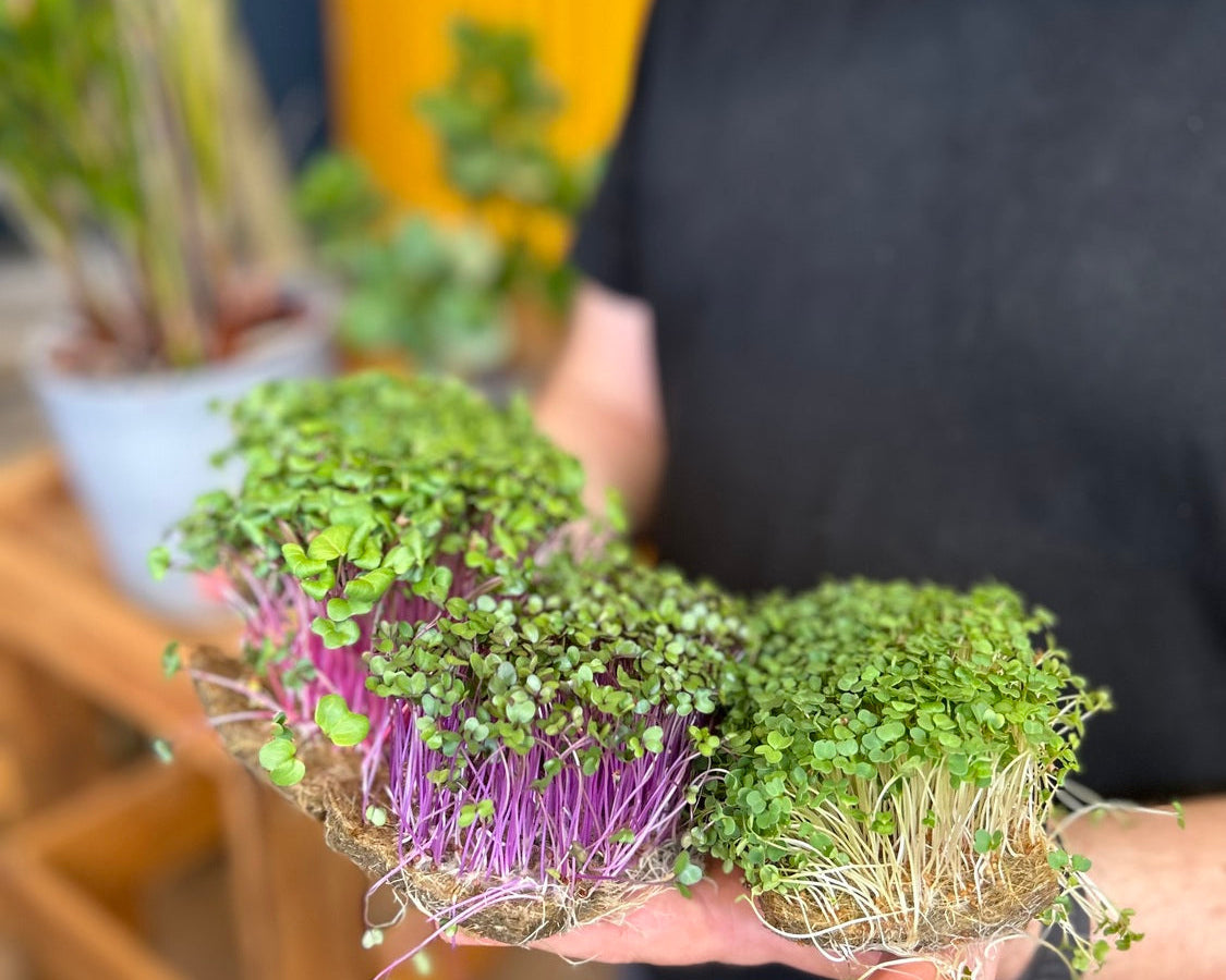 Frisches Superfood Microgreens