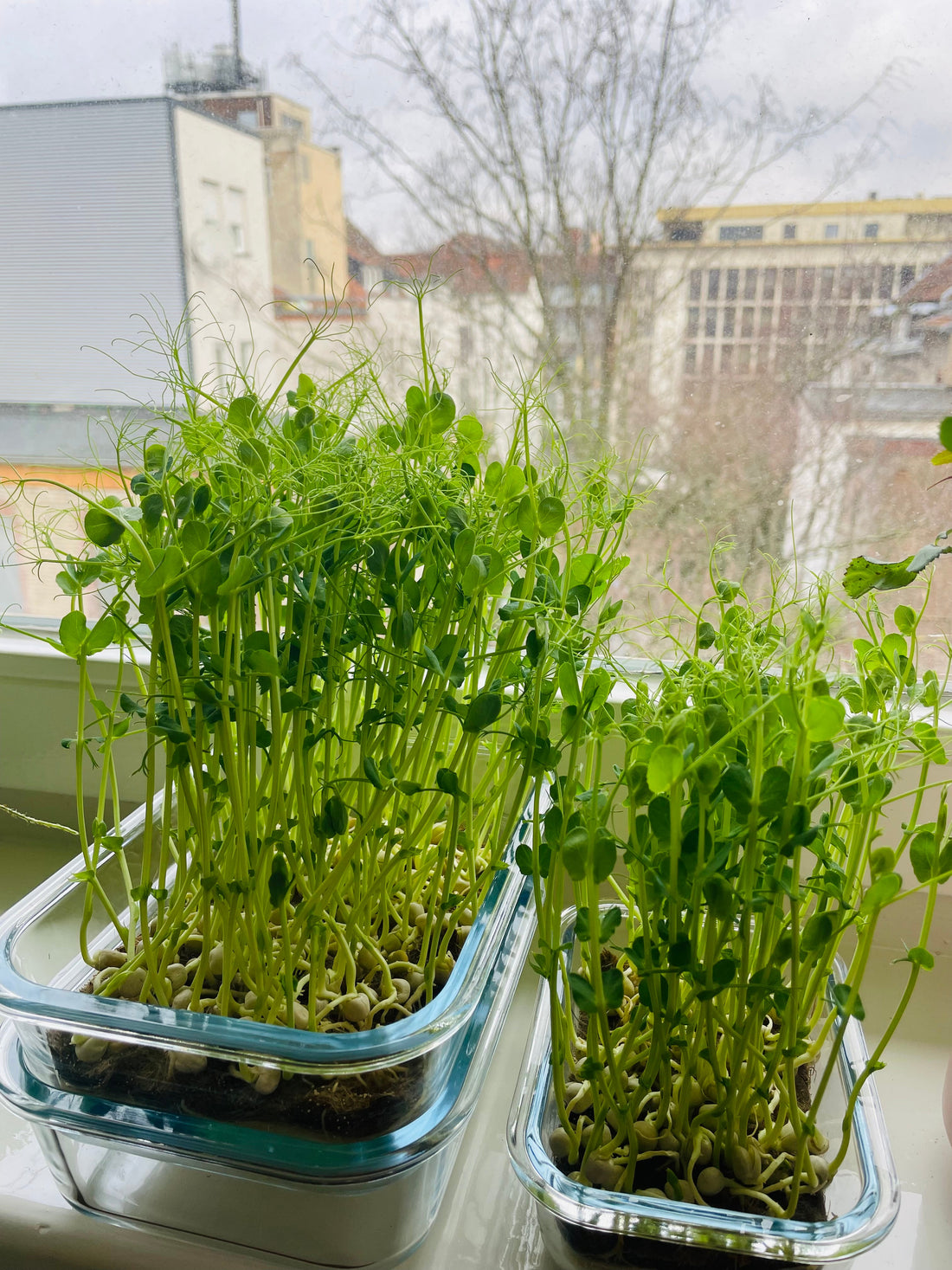 Frische Power auf dem Teller: Erbsenkresse als Superfood im eigenen Zuhause anbauen
