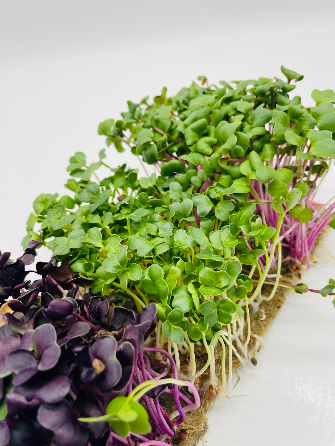 Radieschen Mix Microgreens: Radieschen lila, Rettich, Radieschen pink